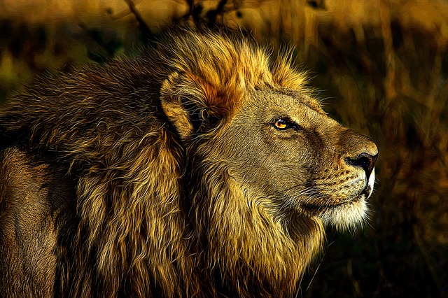 W zoo na Śląsku zmarł kilkuletni lew o imieniu Bolek. Właściciele nie chcą ujawnić przyczyny śmierci