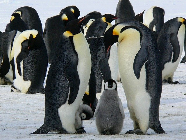 W Chorzowskim zoo wykluł się pingwin niezwykle rzadkiej rasy