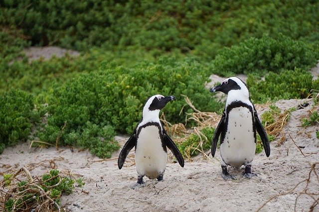 Nowy pingwin Humboldt przyszedł na świat w chorzowskim zoo