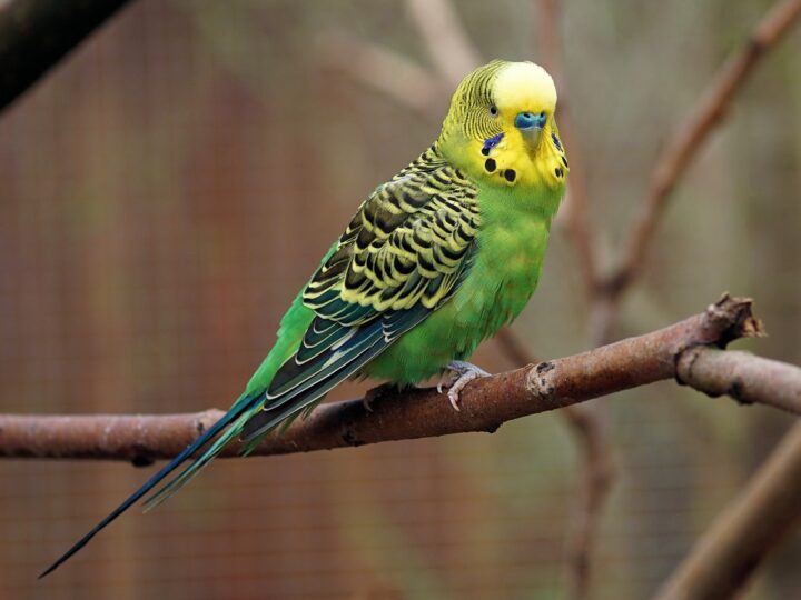 Nowe atrakcje chorzowskim zoo