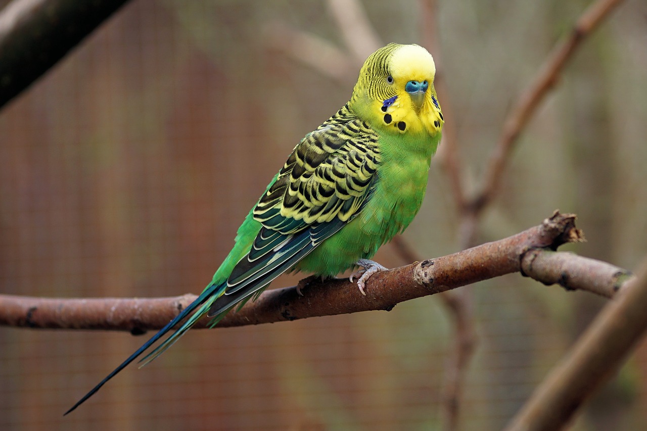 Nowe atrakcje chorzowskim zoo