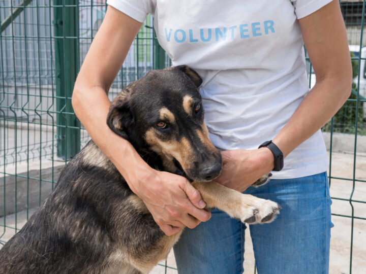 Mecz charytatywny w celu wsparcia schroniska dla psów
