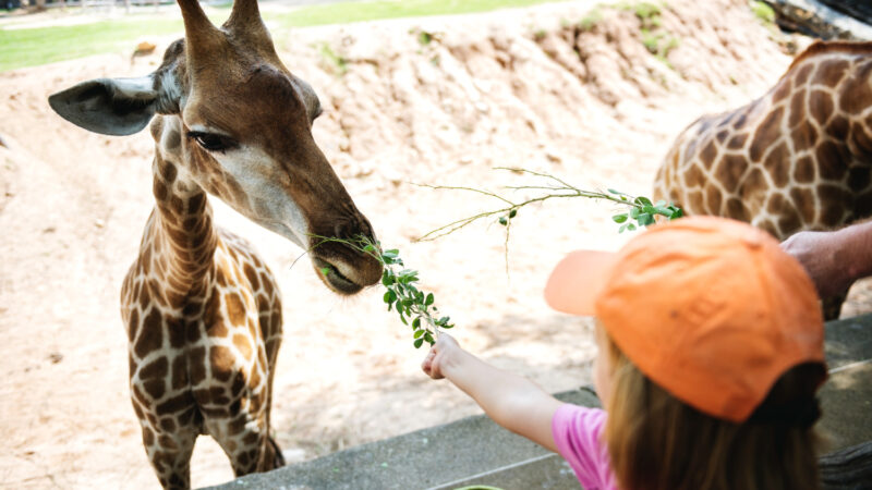 Chorzowskie zoo zaprosiło mieszkańców na majówkę