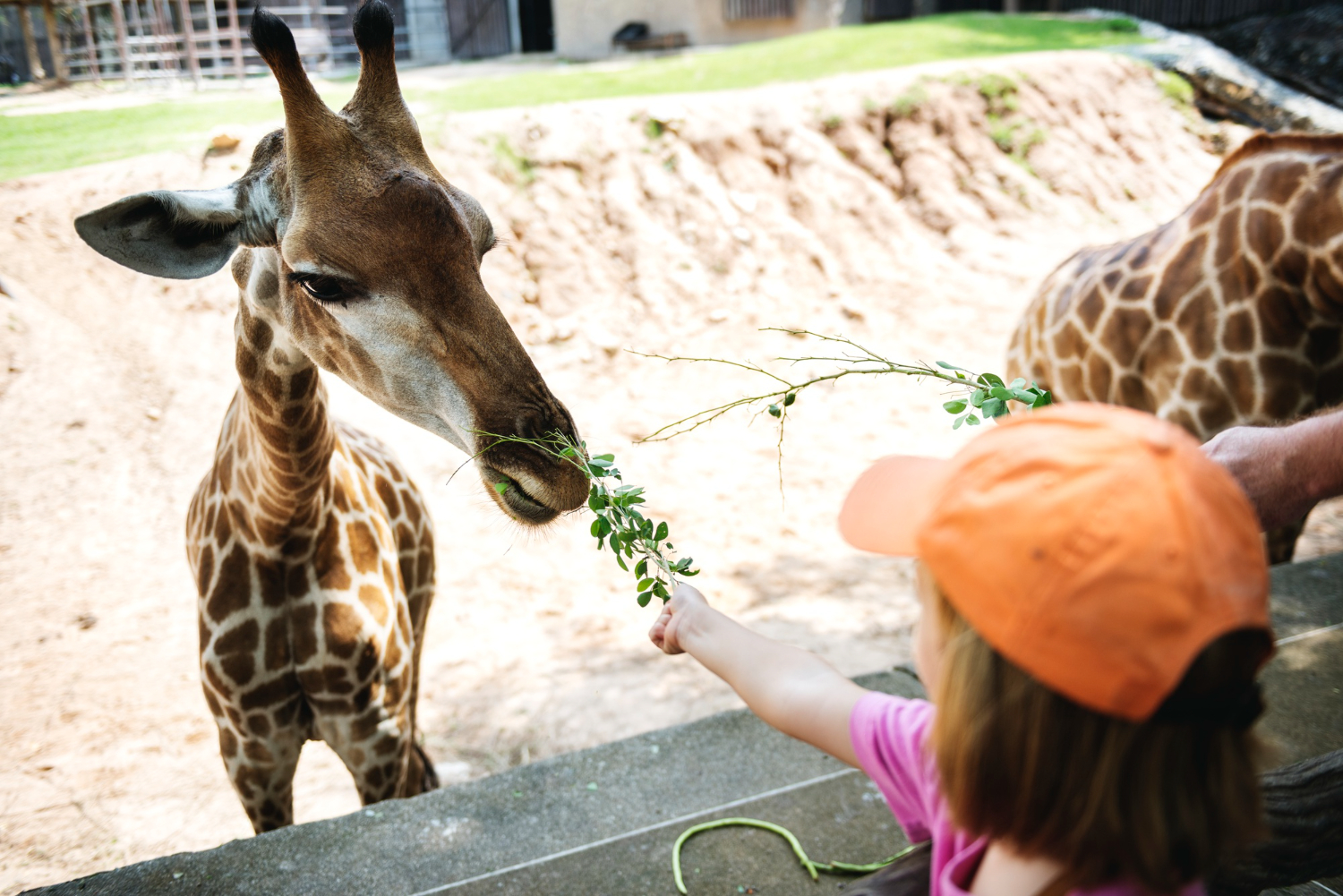 Chorzowskie zoo zaprosiło mieszkańców na majówkę