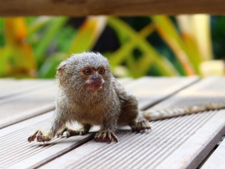 Urodziny małpich bliźniaków w Zoo Chorzów: najmniejsze małpy świata zasiedliły Park Śląski