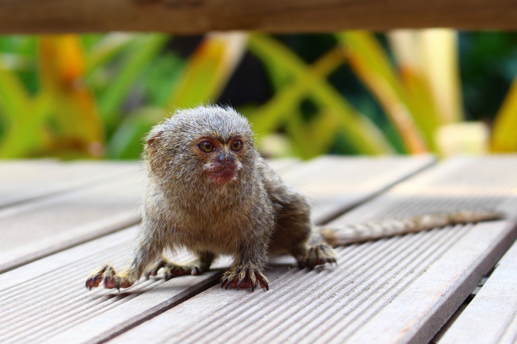 Urodziny małpich bliźniaków w Zoo Chorzów: najmniejsze małpy świata zasiedliły Park Śląski