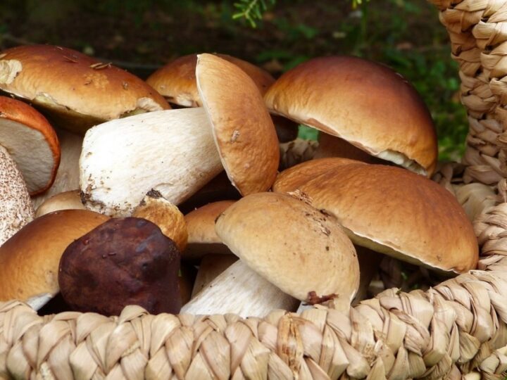 Ograniczenia i zakazy w zbieraniu grzybów – co warto wiedzieć?