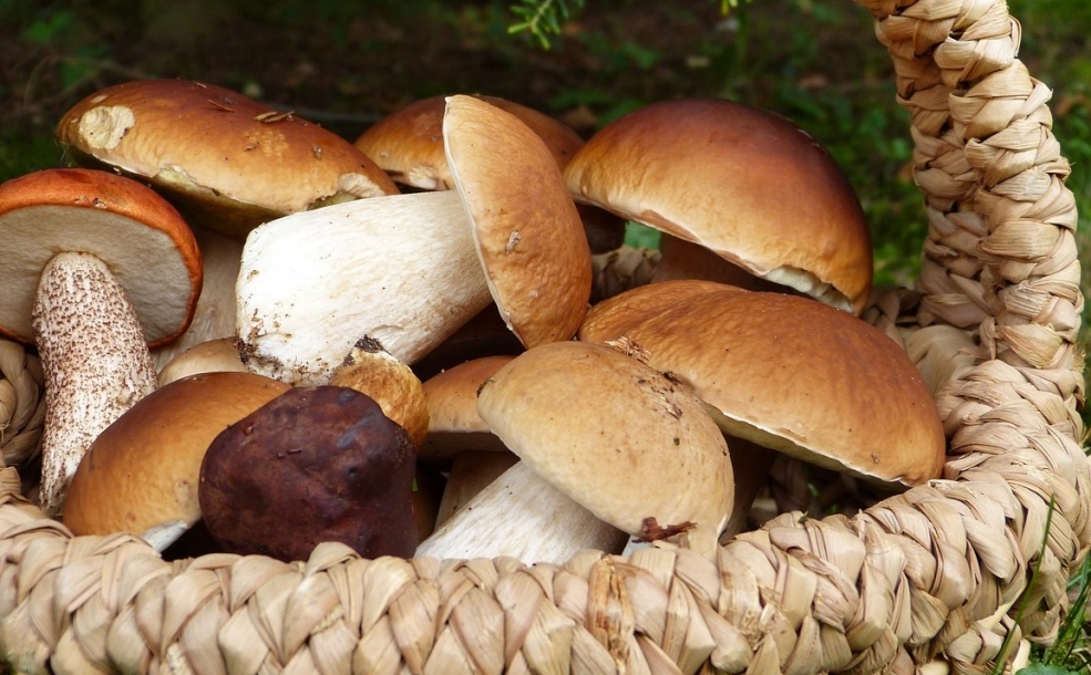 Ograniczenia i zakazy w zbieraniu grzybów – co warto wiedzieć?