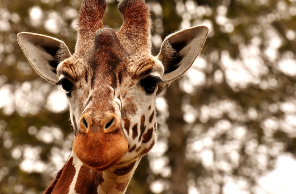 Kulminacja obchodów 65-lecia Śląskiego Ogrodu Zoologicznego w Chorzowie