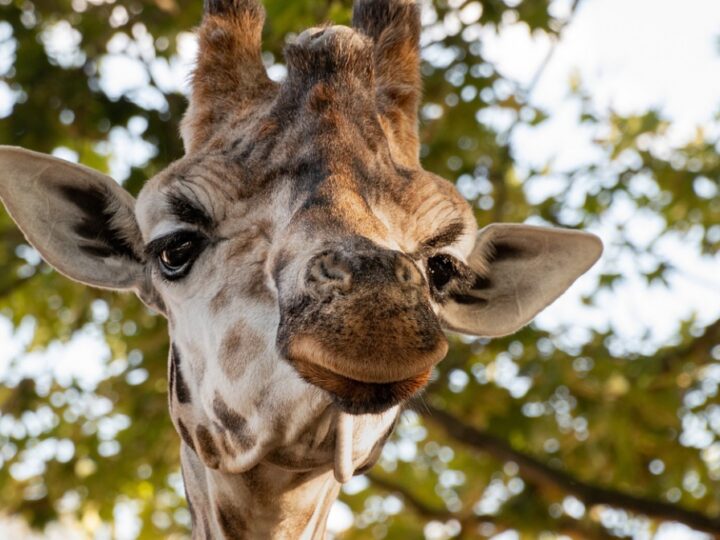 Radosne wydarzenie w Śląskim Ogrodzie Zoologicznym: narodziny żyrafy po siedmiu latach przerwy