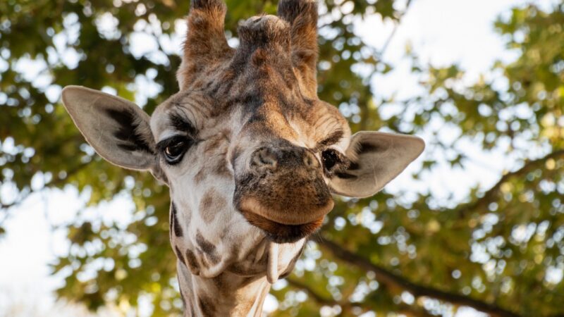 Radosne wydarzenie w Śląskim Ogrodzie Zoologicznym: narodziny żyrafy po siedmiu latach przerwy