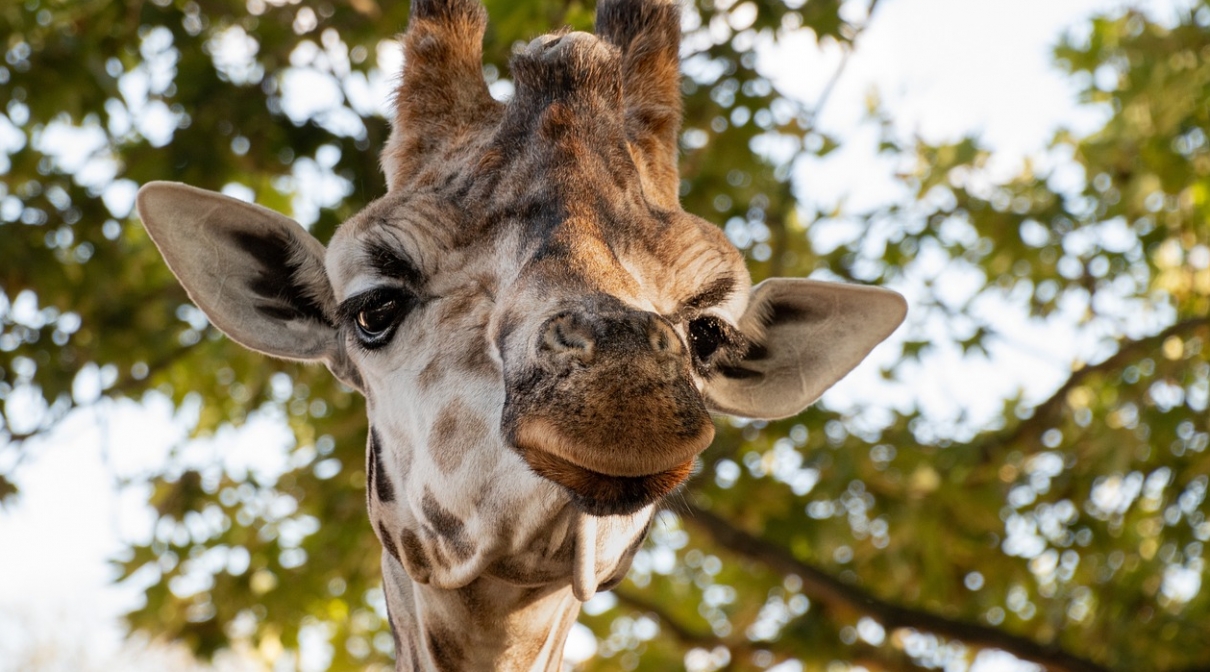 Radosne wydarzenie w Śląskim Ogrodzie Zoologicznym: narodziny żyrafy po siedmiu latach przerwy