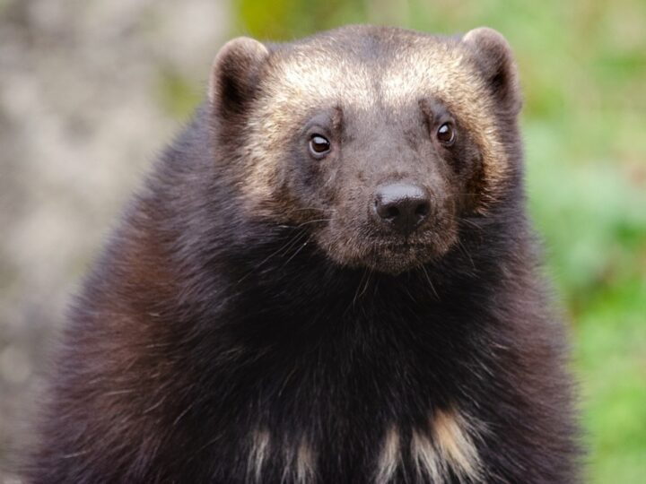 Śląski Ogród Zoologiczny w Chorzowie: nowe domy dla rysi i rosomaków