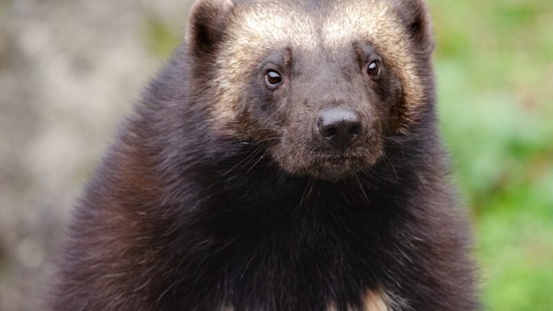 Śląski Ogród Zoologiczny w Chorzowie: nowe domy dla rysi i rosomaków