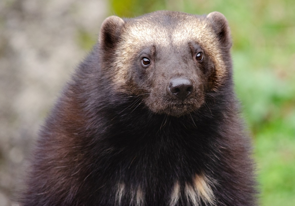 Śląski Ogród Zoologiczny w Chorzowie: nowe domy dla rysi i rosomaków