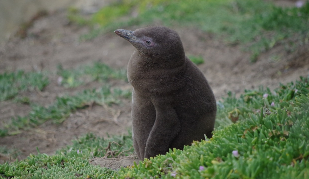 Narodziny dwóch pingwinów w ZOO w Chorzowie