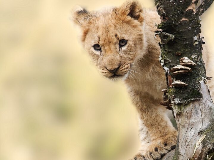 Rozwój Śląskiego Ogrodu Zoologicznego: narodziny lwiątek angolskich i budowa nowoczesnej lwiarni