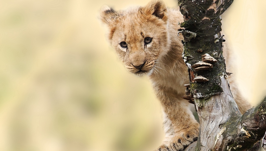 Rozwój Śląskiego Ogrodu Zoologicznego: narodziny lwiątek angolskich i budowa nowoczesnej lwiarni