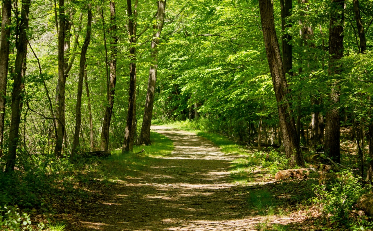 Szczególne drzewa w Chorzowie: Jesiony wyniosłe stają się pomnikami przyrody