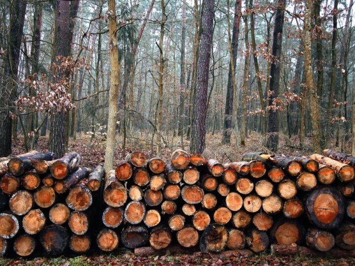 Zarząd Parku Śląskiego rzuca światło na kontrowersje dotyczące wycinki drzew na terenie byłych Targów Katowickich