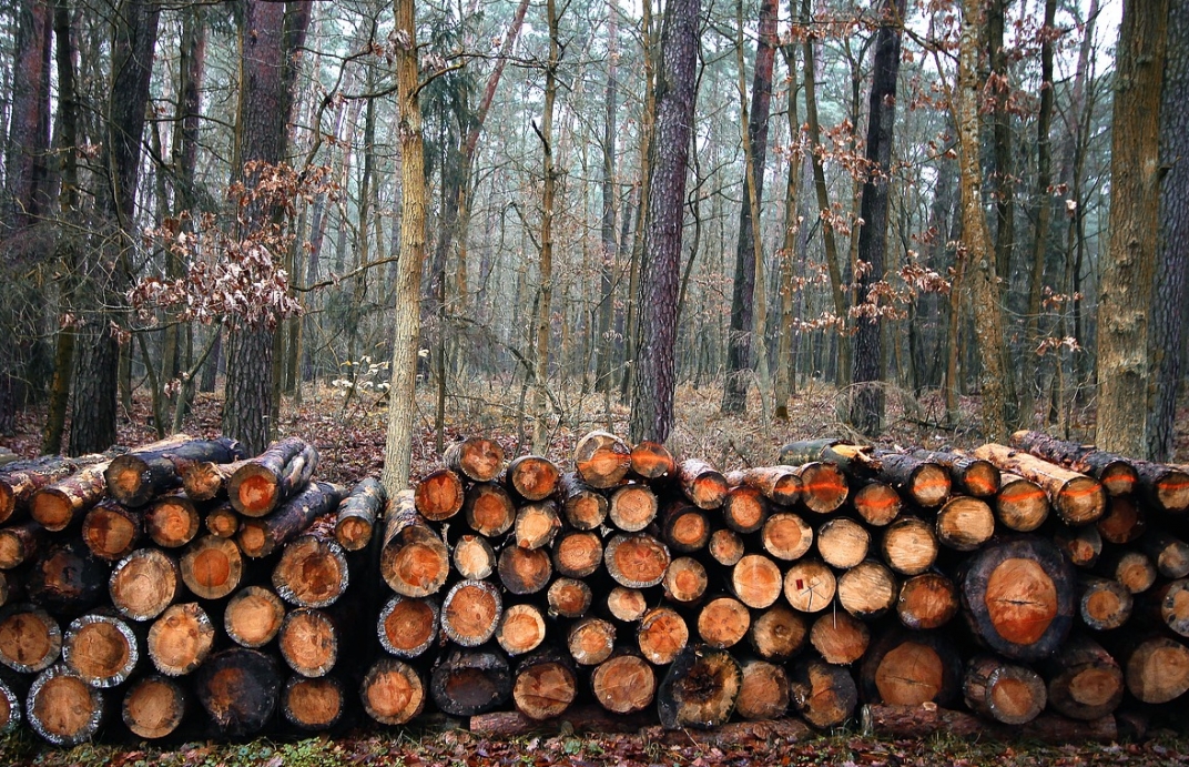 Zarząd Parku Śląskiego rzuca światło na kontrowersje dotyczące wycinki drzew na terenie byłych Targów Katowickich